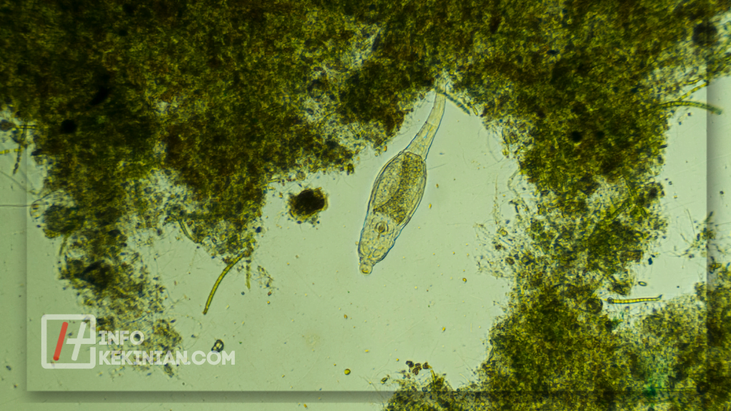 Contoh Makhluk Hidup