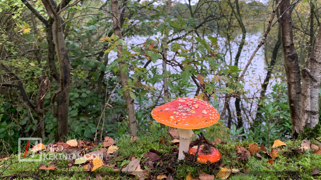 Fungsi Ragam Hias Flora dan Fauna