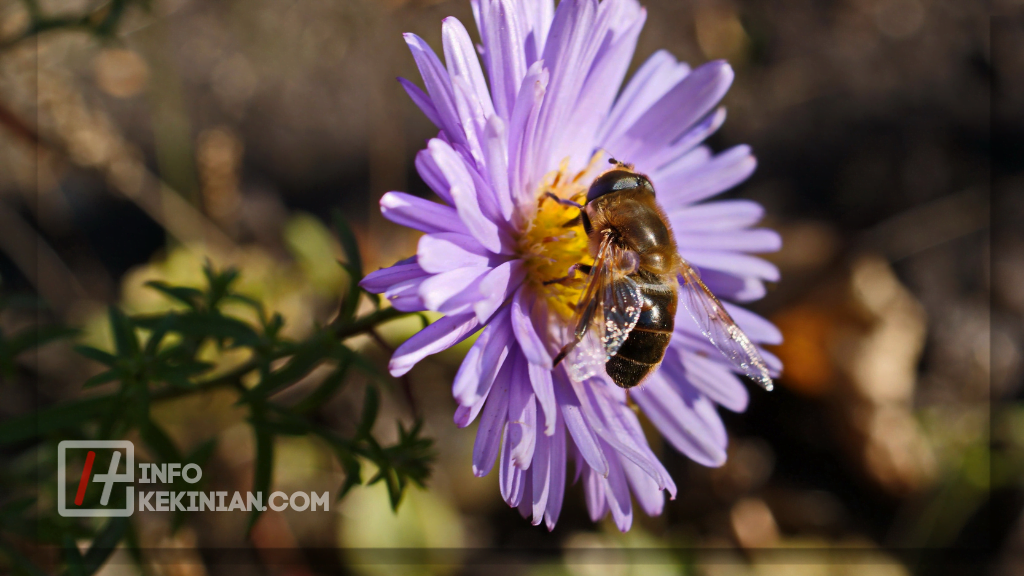 Karakteristik Ragam Hias