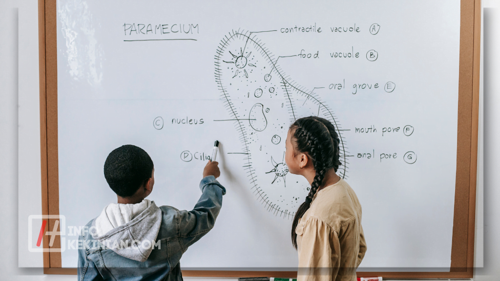 Perbedaan Sel Hewan dan Sel Tumbuhan