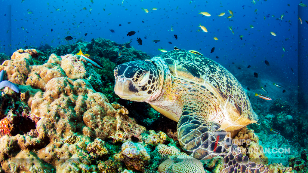 Fungsi Ragam Hias Flora dan Fauna