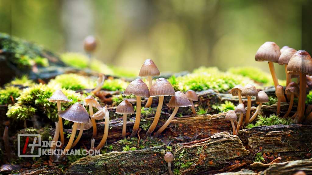 Struktur Makhluk Hidup