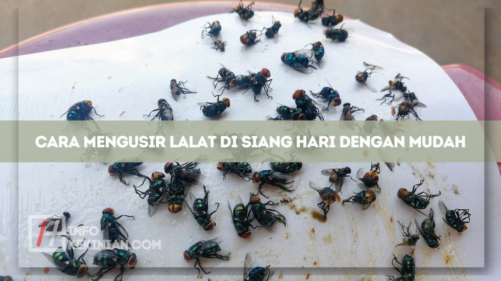 20 Cara Mengusir Lalat di Siang Hari Mudah, Cepat, dan Ampuh Wajib Dicoba! 1 Cara Mengusir Lalat di Siang Hari dengan Mudah
