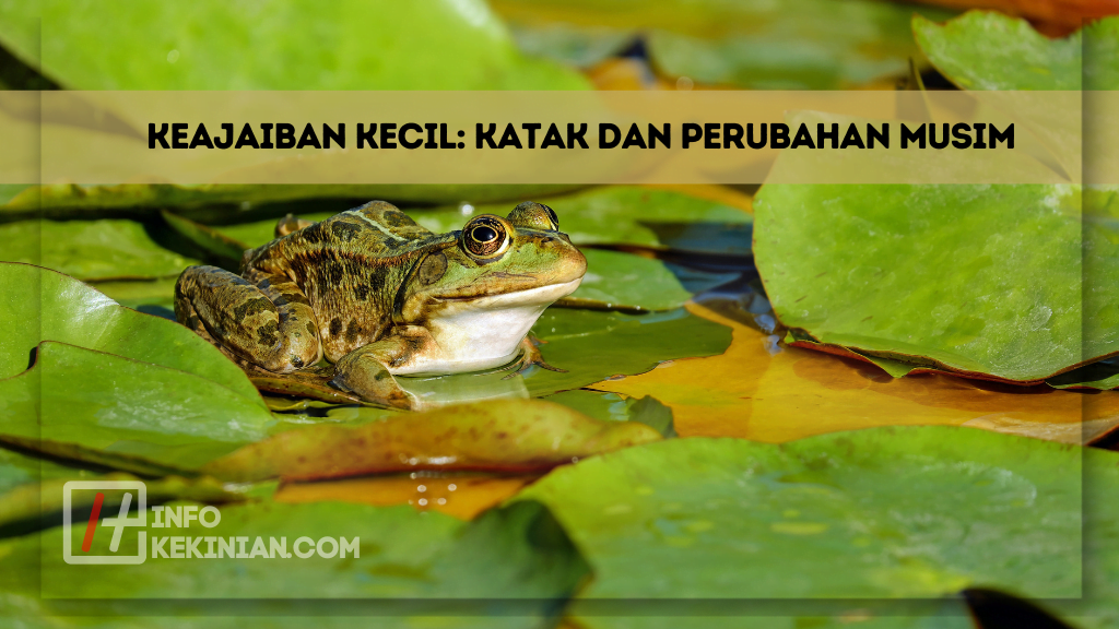 Keajaiban Kecil_ Katak dan Perubahan Musim