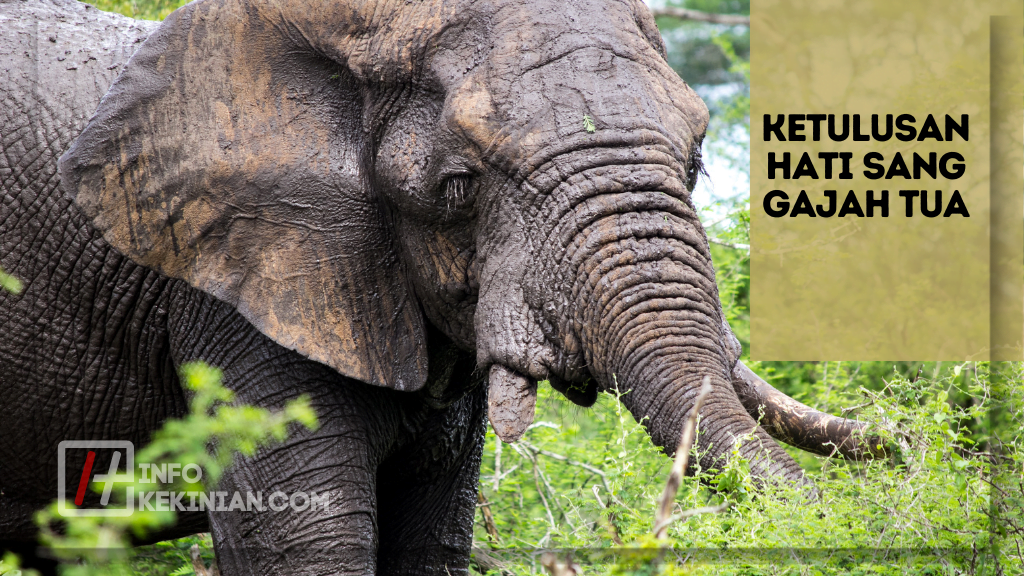 Ketulusan Hati Sang Gajah Tua