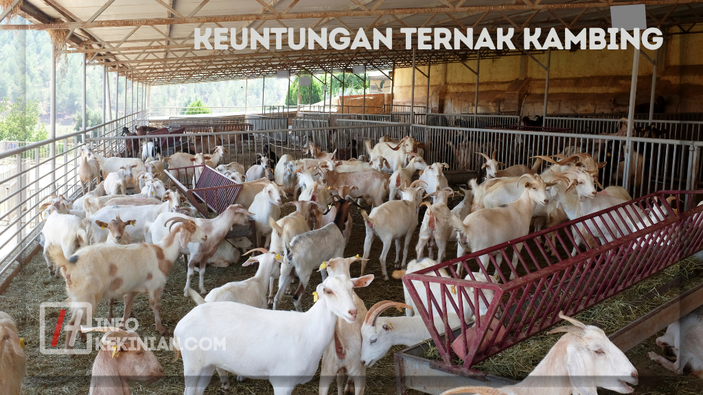 Keuntungan Ternak Kambing