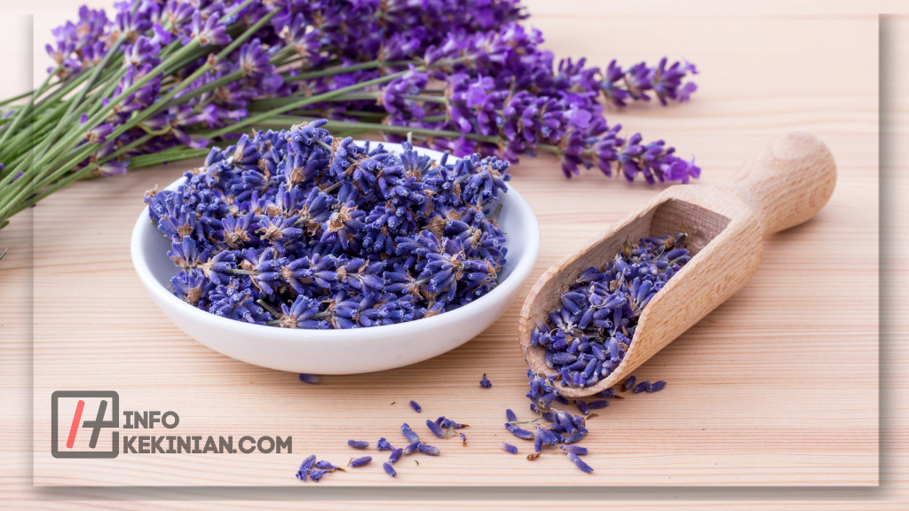20 Cara Mengusir Lalat di Siang Hari Mudah, Cepat, dan Ampuh Wajib Dicoba! 2 Lavender