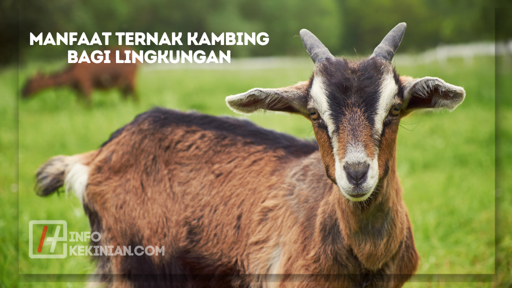 Manfaat Ternak Kambing bagi Lingkungan