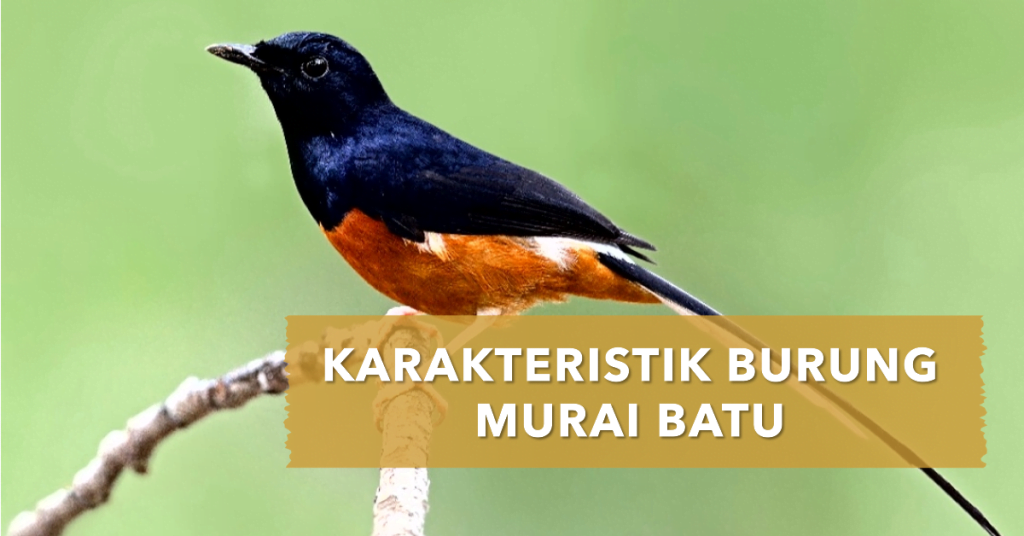 Mengenal Burung Murai Batu: Karakteristik, Perawatan, dan Tips Pemilihnya 1 Karakteristik Burung Murai Batu