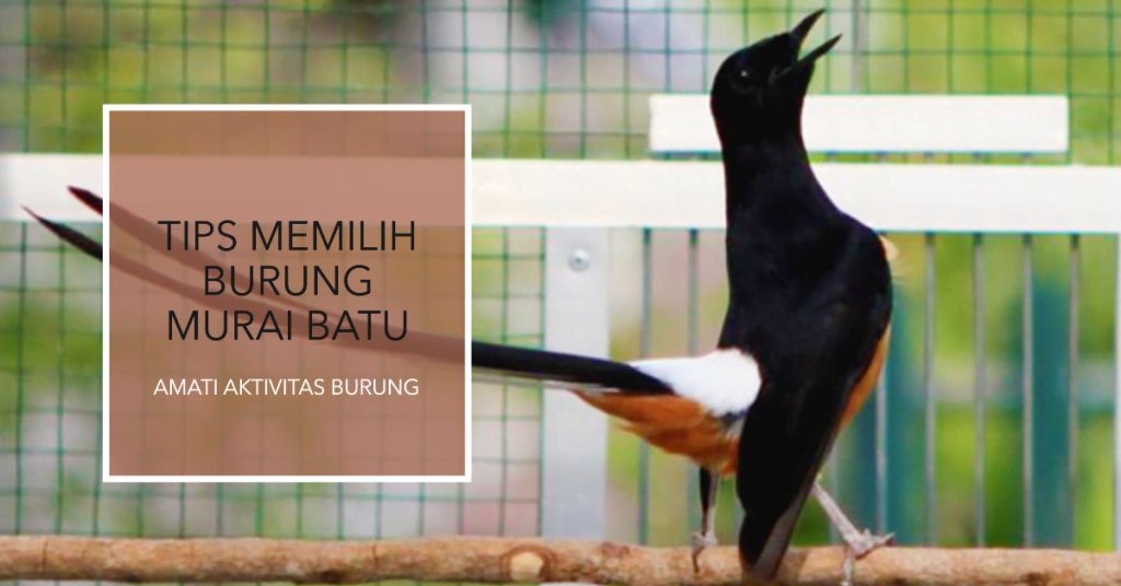 Mengenal Burung Murai Batu: Karakteristik, Perawatan, dan Tips Pemilihnya 3 Tips Memilih Burung Murai Batu
