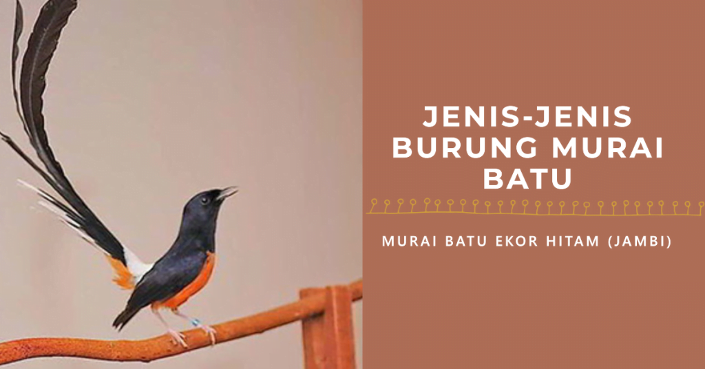 Mengenal Burung Murai Batu: Karakteristik, Perawatan, dan Tips Pemilihnya 2 Jenis-Jenis Burung Murai Batu
