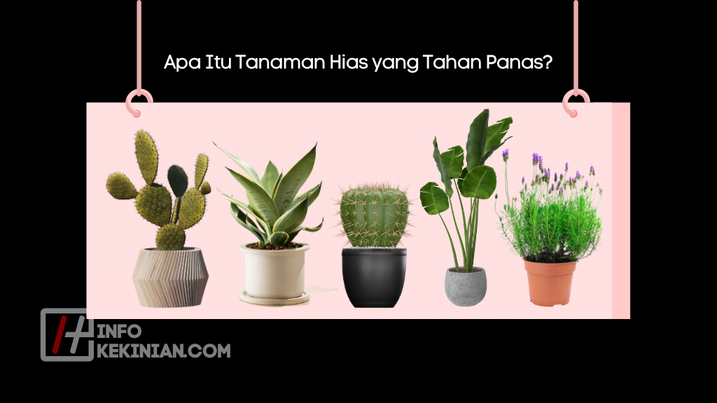 15 Rekomendasi Tanaman Hias yang Tahan Panas, Mudah Dirawat dan Mempercantik Rumah Kamu! 1 Apa Itu Tanaman Hias yang Tahan Panas