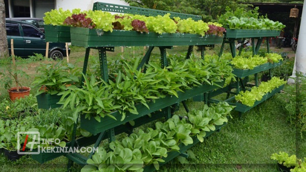 Cara Budidaya Tanaman Toga