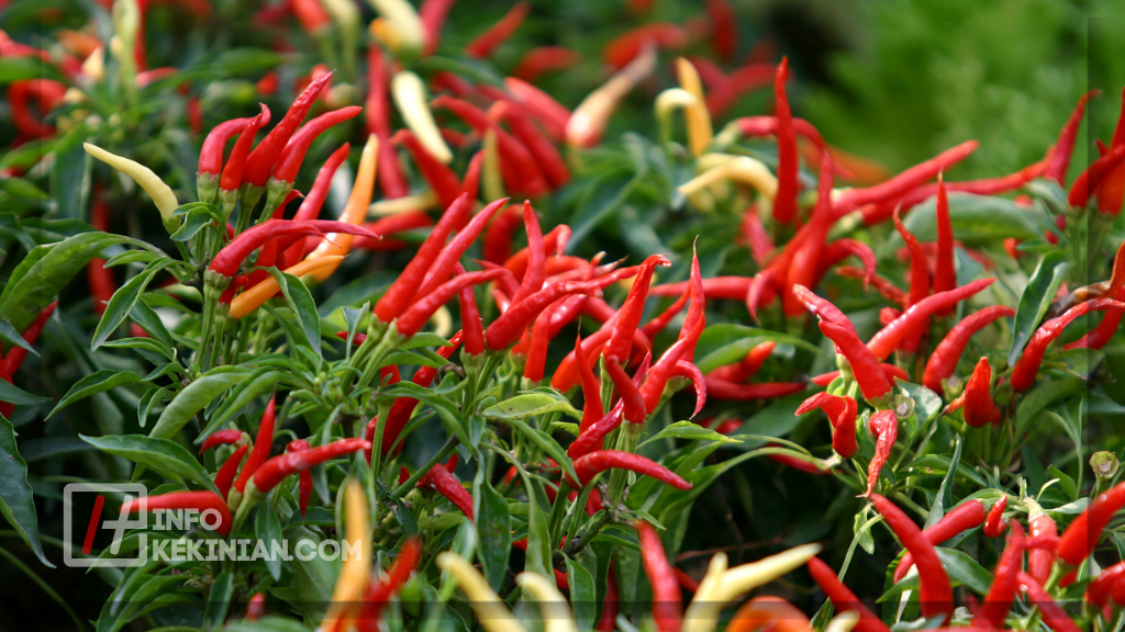 Cara Merawat Tanaman Cabe