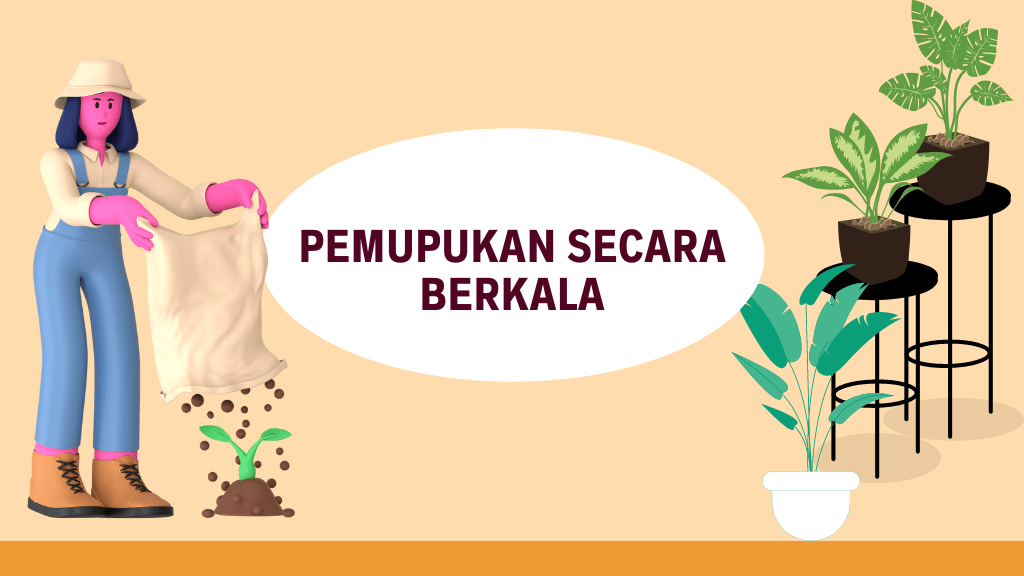 Cara Merawat Tanaman Hias Dalam Ruangan