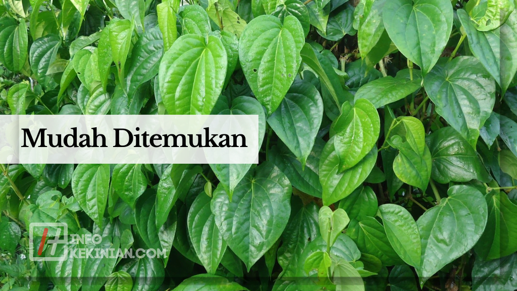Keunggulan Daun Sirih dalam Pengobatan Tradisional