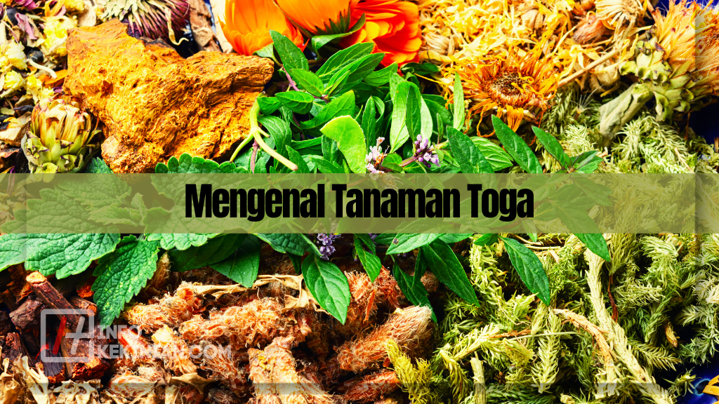 Mengenal Tanaman Toga