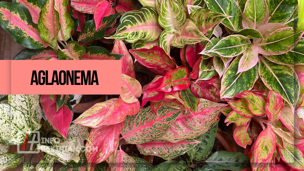 15 Rekomendasi Tanaman Hias yang Tahan Panas, Mudah Dirawat dan Mempercantik Rumah Kamu! 2 Rekomendasi Tanaman Hias yang Tahan Panas