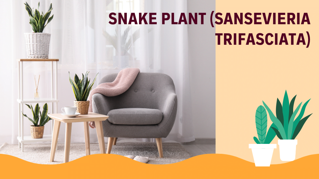 Snake Plant (Sansevieria trifasciata)