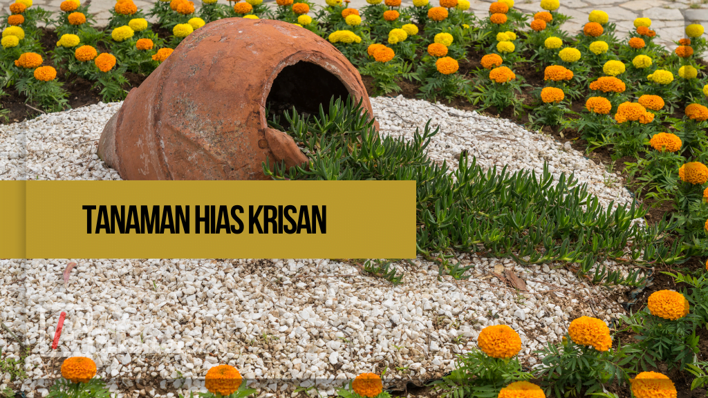 15 Rekomendasi Tanaman Hias yang Tahan Panas, Mudah Dirawat dan Mempercantik Rumah Kamu! 4 Tanaman Hias Krisan