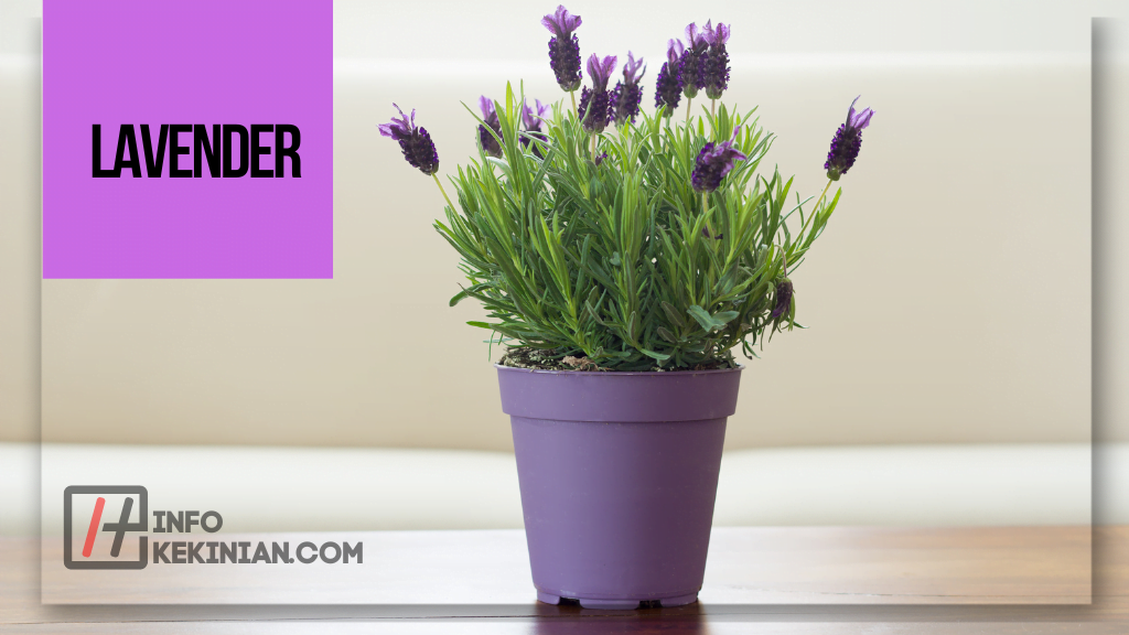 15 Rekomendasi Tanaman Hias yang Tahan Panas, Mudah Dirawat dan Mempercantik Rumah Kamu! 3 Rekomendasi Tanaman Hias yang Tahan Panas