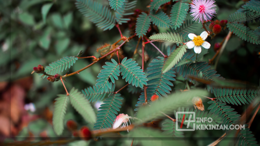 8 Manfaat Daun Putri Malu untuk Kesehatan 1 Apa Itu Daun Putri Malu