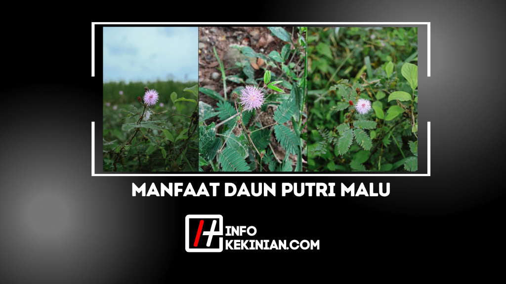 Manfaat Daun Putri Malu Untuk Kesehatan