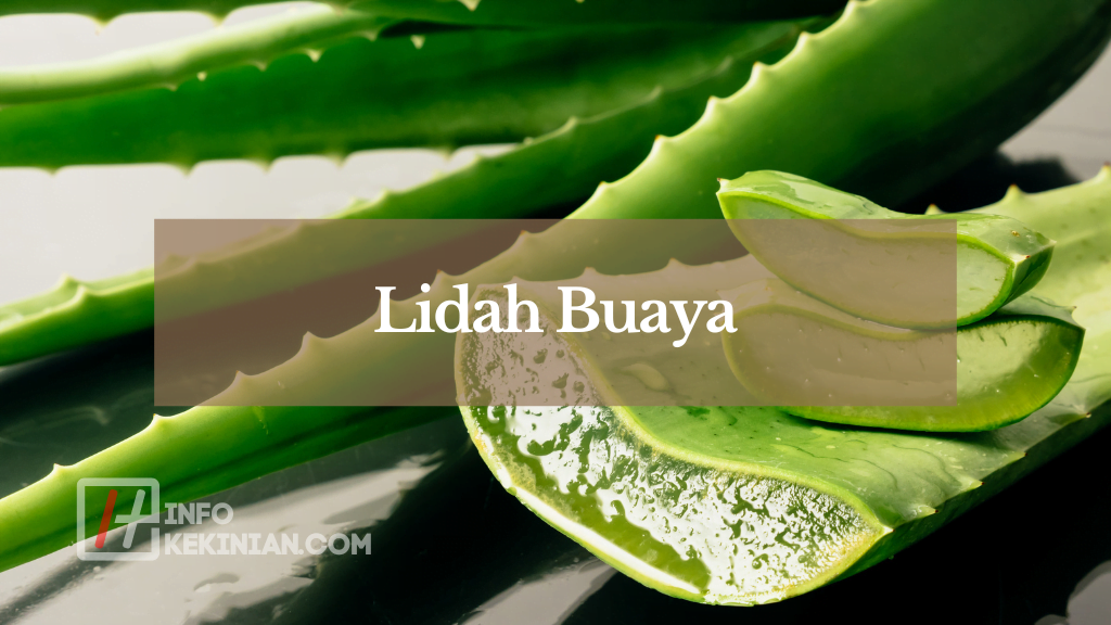 Apa Itu Lidah Buaya