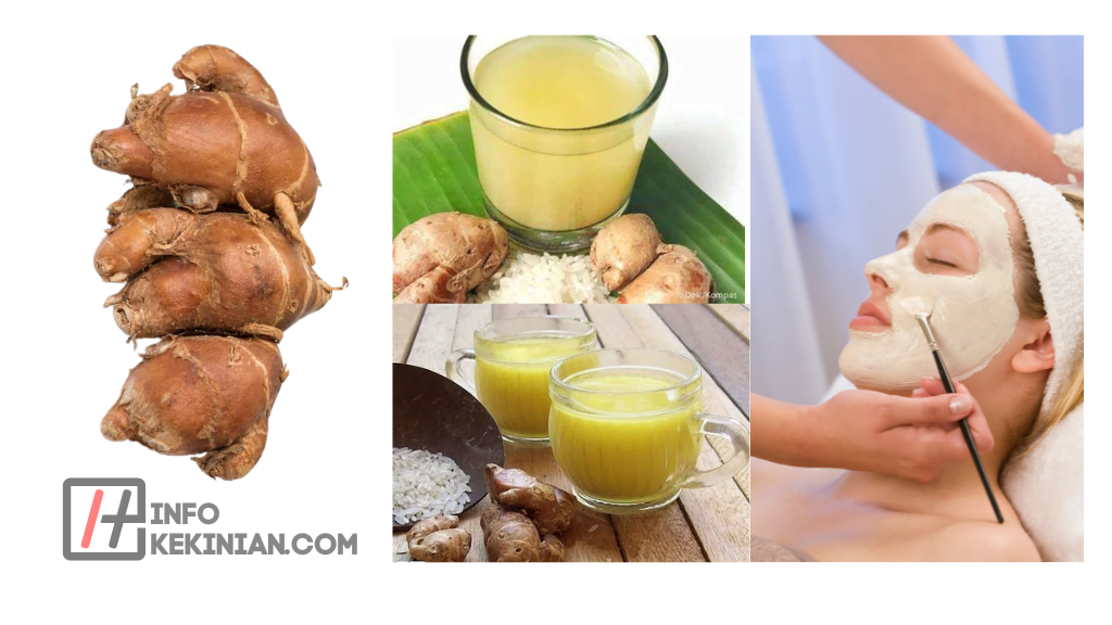 Cara Penggunaan Kencur