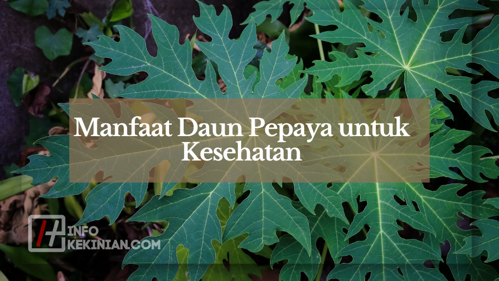Manfaat Daun Pepaya untuk Kesehatan (2)