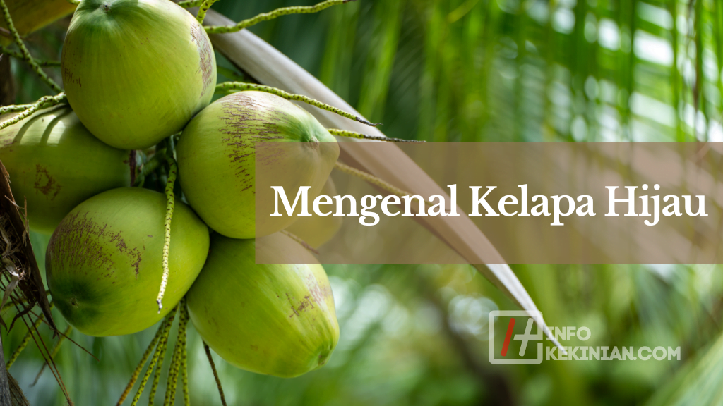 7 Manfaat Kelapa Hijau serta Efek Sampingnya 1 Mengenal Kelapa Hijau