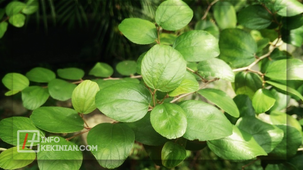 Ini 6 Manfaat Daun Bidara untuk Kesehatan Tubuh 2 Kandungan Nutrisi dalam Daun Bidara