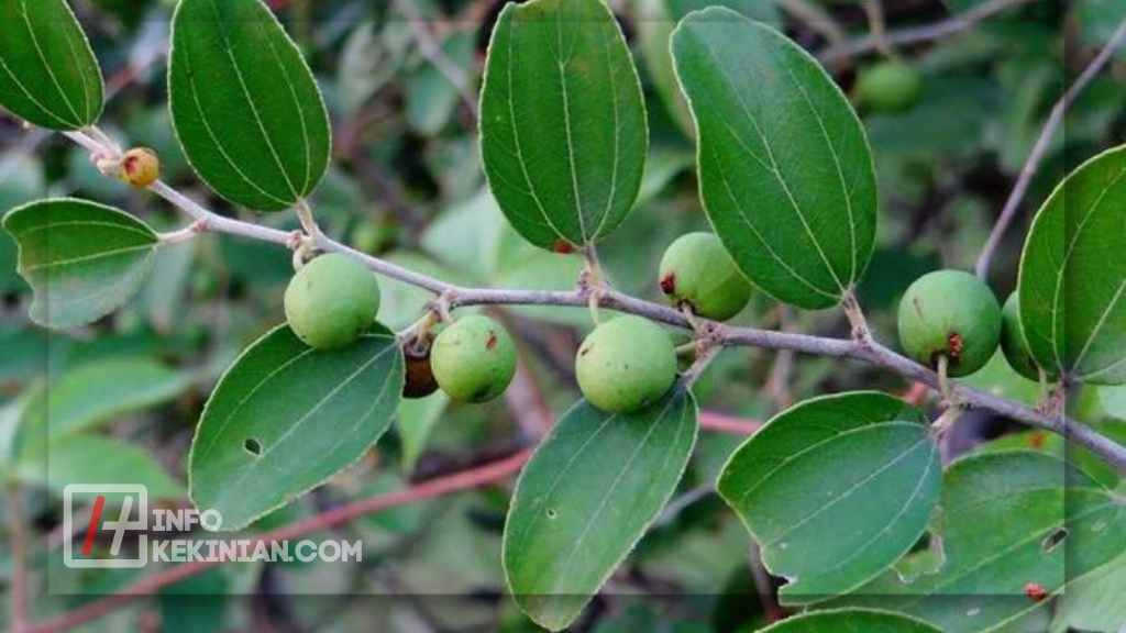 Ini 6 Manfaat Daun Bidara untuk Kesehatan Tubuh 1 Manfaat Daun Bidara untuk Kesehatan