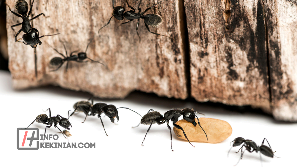 9 Cara Mengusir Semut Hitam di Rumah secara Alami dan Ampuh 1 Mengapa Semut Hitam Sering Muncul di Rumah