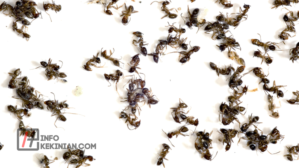 9 Cara Mengusir Semut Hitam di Rumah secara Alami dan Ampuh 3 Tips dan Trik Pencegahan Hama Semut Hitam