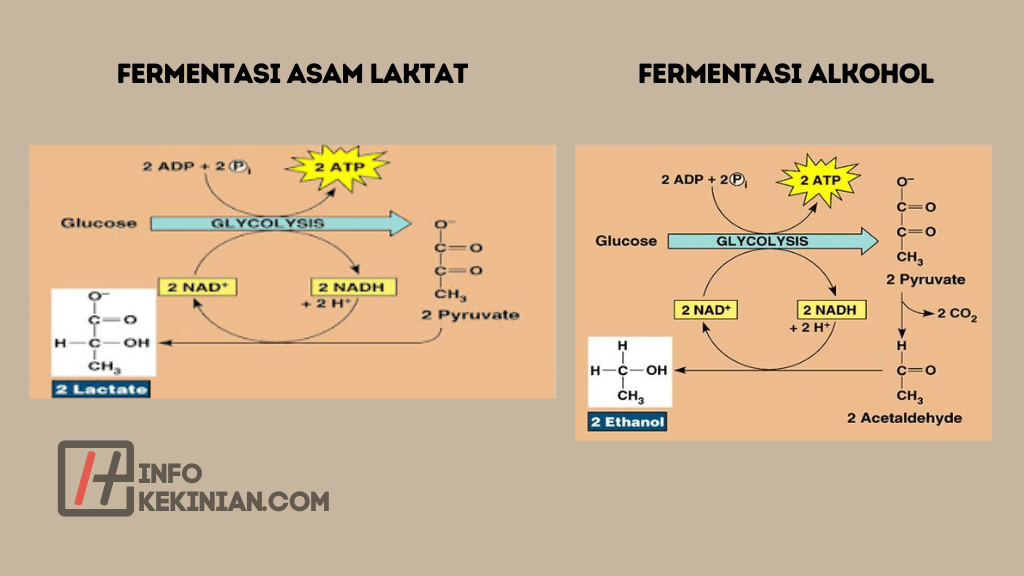 4 Perbedaan Fermentasi Alkohol Dan Fermentasi Asam Laktat