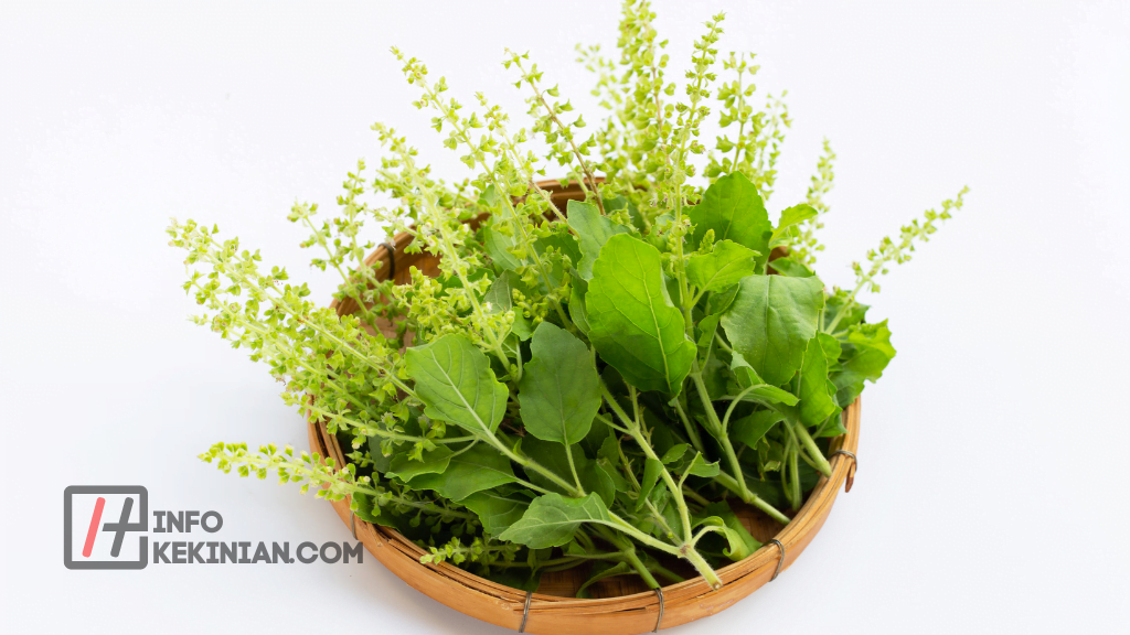 Apa Itu Daun Kemangi