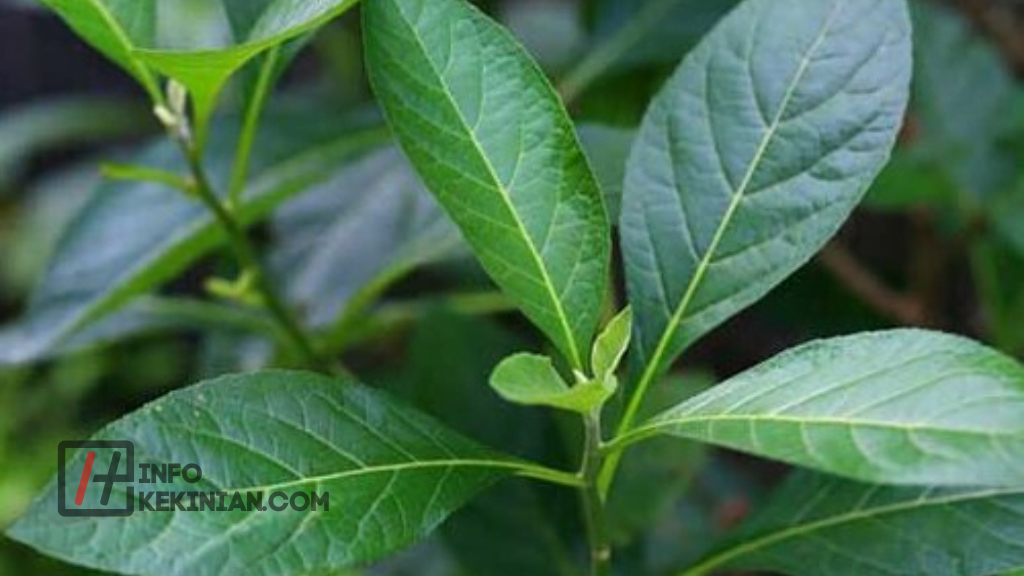 Cara Penggunaan Daun Afrika