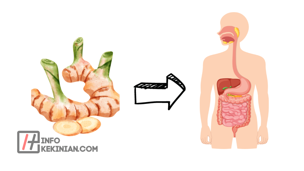 Manfaat Lengkuas untuk Kesehatan